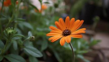 Vibrant yellow daisy blossom, close up in green meadow generated by AI photo