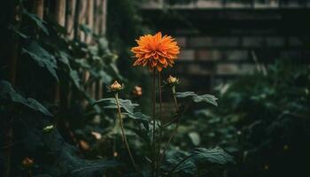 Vibrant sunflower bouquet brings beauty to old fashioned rural scene generated by AI photo