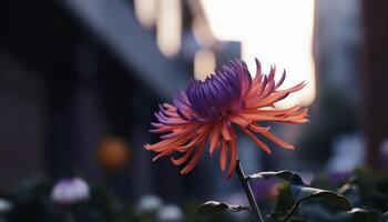 Vibrant multi colored gerbera daisy showcases beauty in nature growth generated by AI photo