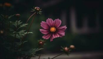 Vibrant cosmos bouquet, beauty in nature meadow, close up focus generated by AI photo