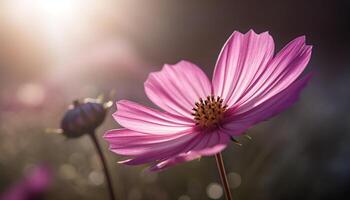 vibrante pétalos de un multi de colores cosmos flor en suave atención generado por ai foto