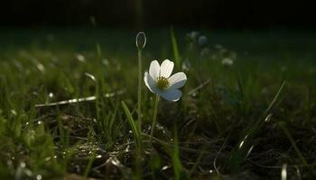 Fresh wildflowers bloom in the meadow, a beauty in nature generated by AI photo