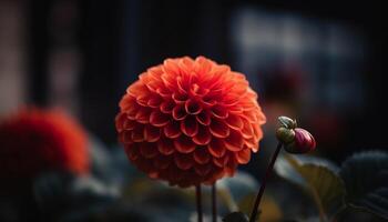 Vibrant multi colored dahlia blossom, a gift of nature beauty generated by AI photo