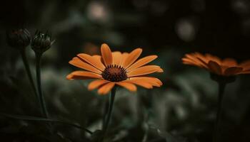 Vibrant chamomile blossom in tranquil meadow at sunset, defocused background generated by AI photo