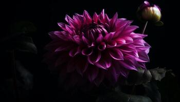 Vibrant colored petals of a single dahlia on black background generated by AI photo