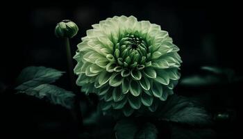 Macro beauty in nature Close up of wet dahlia petal generated by AI photo