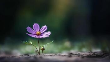 Fresh purple daisy blossoms in meadow, beauty in nature generated by AI photo