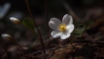 Fresh yellow petals of a single flower in a meadow generated by AI photo