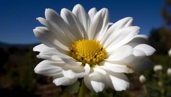 Vibrant yellow chamomile blossom in green meadow under summer sunlight generated by AI photo