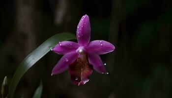 Macro shot of a wet, multi colored moth orchid in bloom generated by AI photo