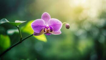 Vibrant multi colored orchid blossom in organic nature elegance generated by AI photo