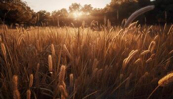 Golden wheat fields glow in vibrant sunset, rural beauty abounds generated by AI photo