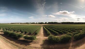 Organic vineyard in rural landscape, rows of grapes in autumn generated by AI photo