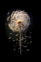 Dandelion seeds, tumbling through the air. AI generative photo