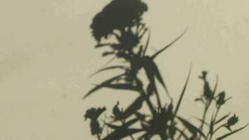 Blume Schatten Video Hintergrund