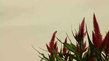 Blume Video wolkig Hintergrund