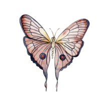 aguarela colorida borboleta. ilustração do monarca borboleta.mão desenhado inseto ilustração png