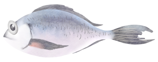 aquarela de peixe do mar png