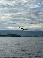 Gaviota volador en el cielo terminado lago baikal foto