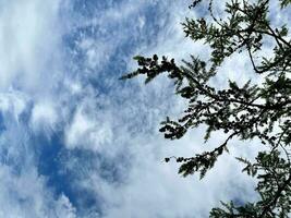 Cedar tree branches against the blue sky. Natural trees and blue sky. Copy space. photo
