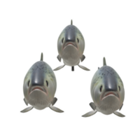 fish isolated on background png