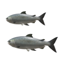 Fisch isoliert auf Hintergrund png