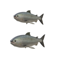 pescado aislado en antecedentes png