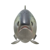 pescado aislado en antecedentes png