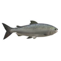 pescado aislado en antecedentes png