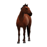 cavalo isolado em fundo png