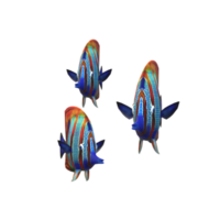 fish isolated on background png