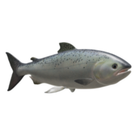 pescado aislado en antecedentes png