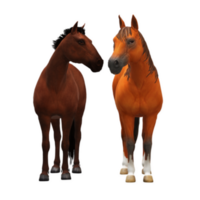 paard geïsoleerd Aan achtergrond png