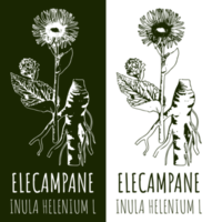 Drawings ELECAMPANE. Hand drawn illustration. Latin name Inula helenium L. png