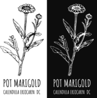 Drawings COMMON MARIGOLD. Hand drawn illustration. Latin name CALENDULA OFFICINALIS L. png