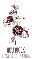 ritningar stockros. hand dragen illustration. latin namn alcea ficifolia . png