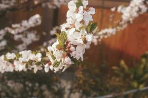 sakura Cereza florecer tomado en primavera en Japón foto