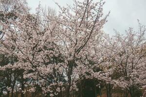 Sakura cherry blossom taken in spring in Japan photo