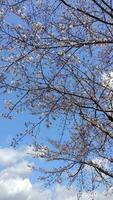 Sakura cherry blossom taken in spring in Japan photo