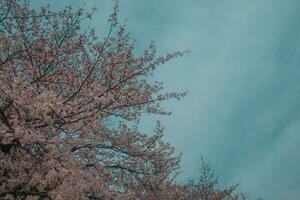 beautiful pink sakura cherry blossom flowers blooming in the garden in spring photo