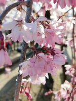 beautiful pink sakura cherry blossom flowers blooming in the garden in spring photo