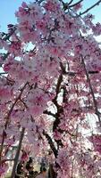 hermosa rosado sakura Cereza florecer flores floreciente en el jardín en primavera foto