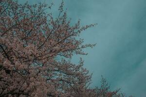 beautiful pink sakura cherry blossom flowers blooming in the garden in spring photo