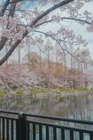 Sakura cherry blossom taken in spring in Japan photo