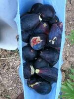 Picking black figs from their natural tree photo