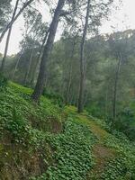 Serene beauty of a small mountain footpath in a stunning natural setting photo