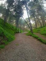 Discover the tranquil beauty of a downhill footpath exploring charming grass and pine trees in a picturesque mountain photo