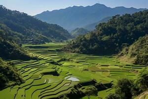 verde aterrazado arroz campo. ai generativo foto