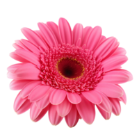 Pink Gerber isolated on transparent background. AI Generative png
