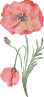 acuarela amapolas ilustración png